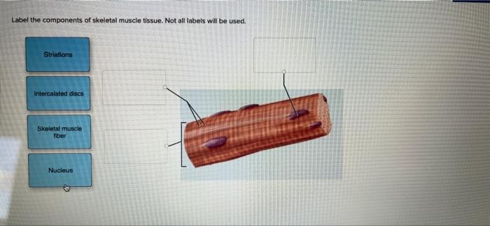 skeletal muscle tissue labeled diagram