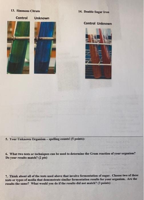Solved 13. Simmons Citrate 14. Double Sugar Iron Control | Chegg.com