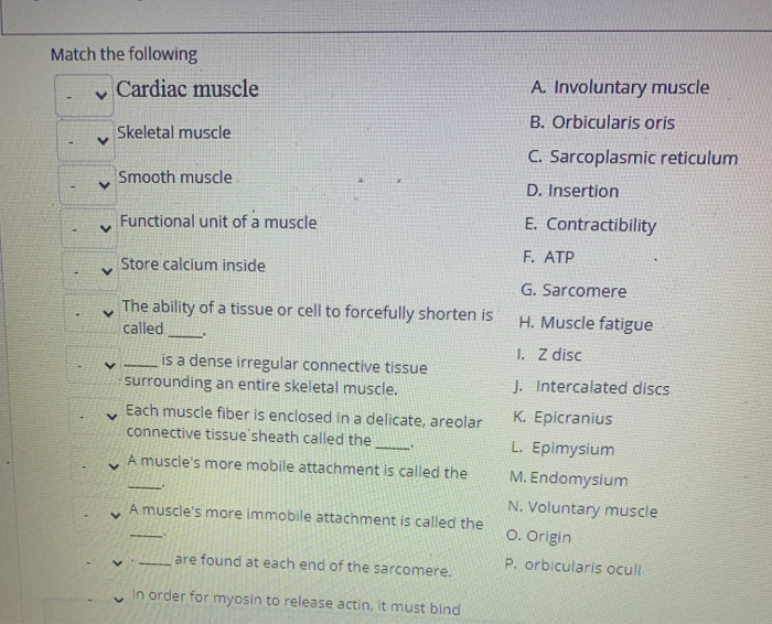 Solved Match The Following Cardiac Muscle A Involuntary Chegg Com