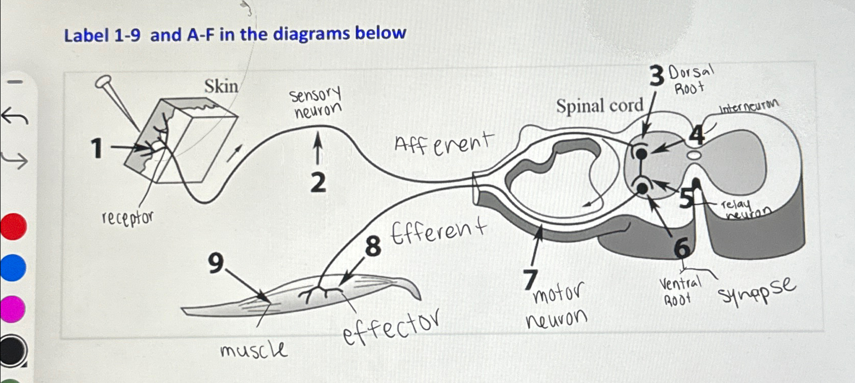 Solved Label 1-9 ﻿and A-F in the diagrams below | Chegg.com