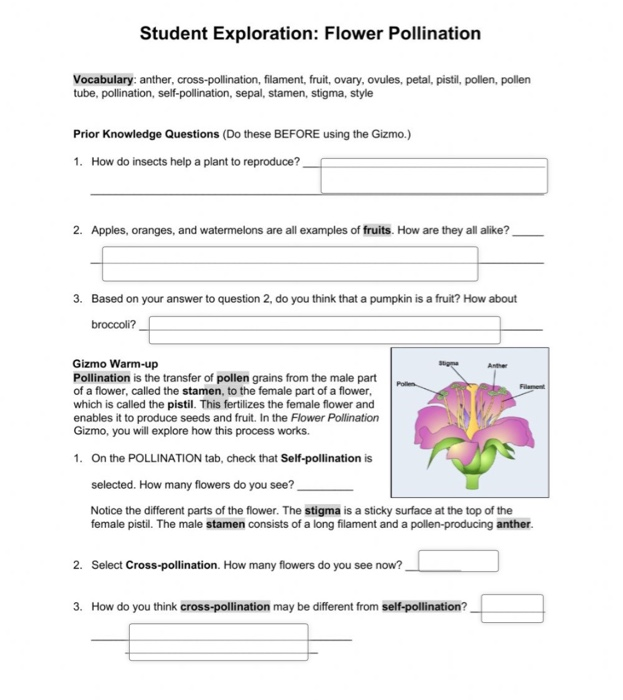 Solved: Student Exploration: Flower Pollination Vocabulary... | Chegg.com