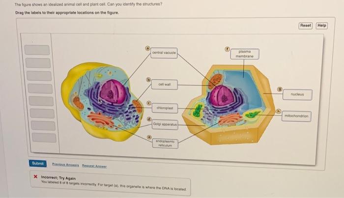 Solved The figure shows an idealed animal coll and plant | Chegg.com