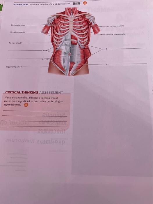 Solved FIGURE 24.6 Label the muscles of the abdominal wall | Chegg.com