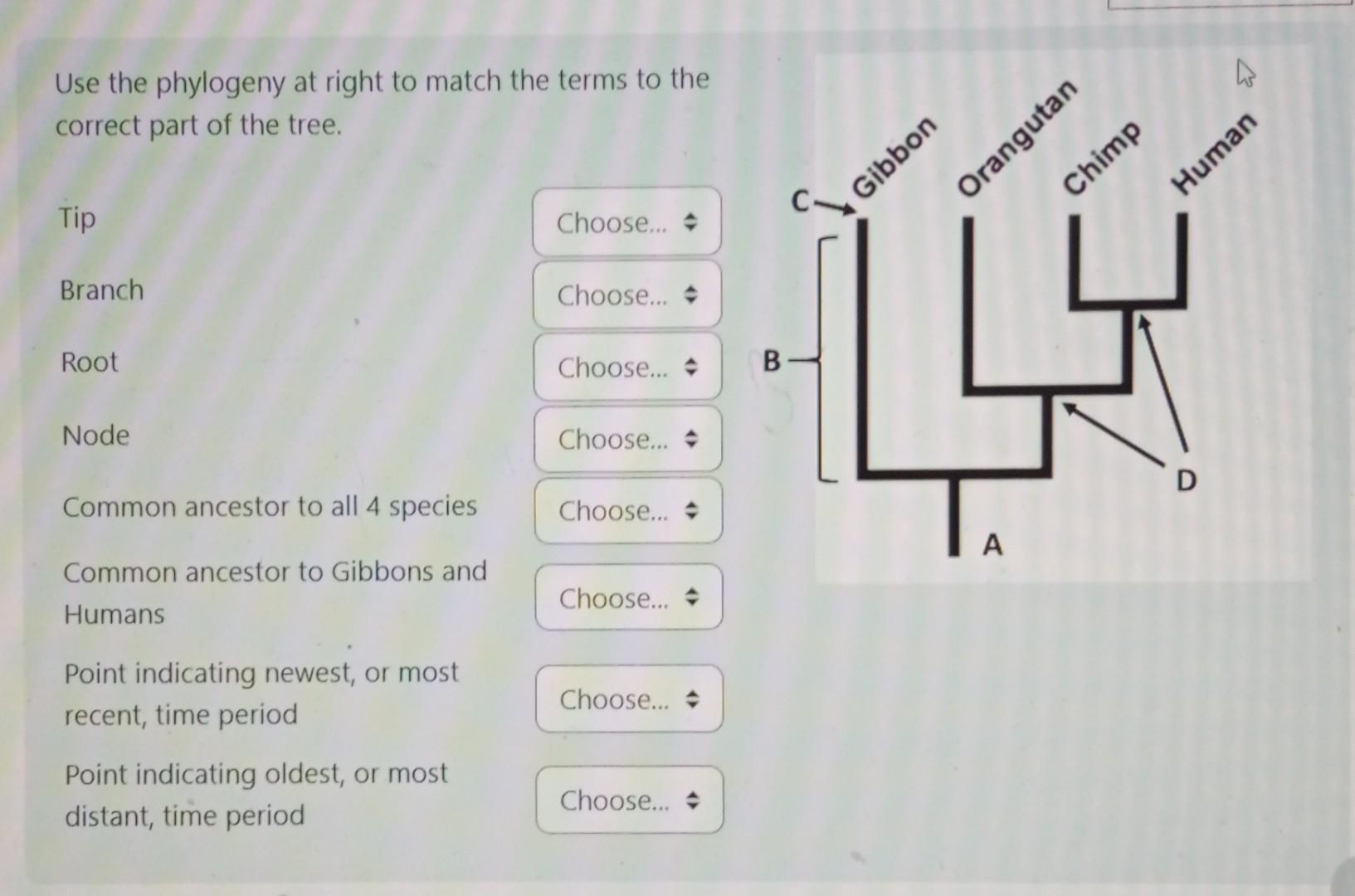 Solved Use The Phylogeny At Right To Match The Terms To The | Chegg.com