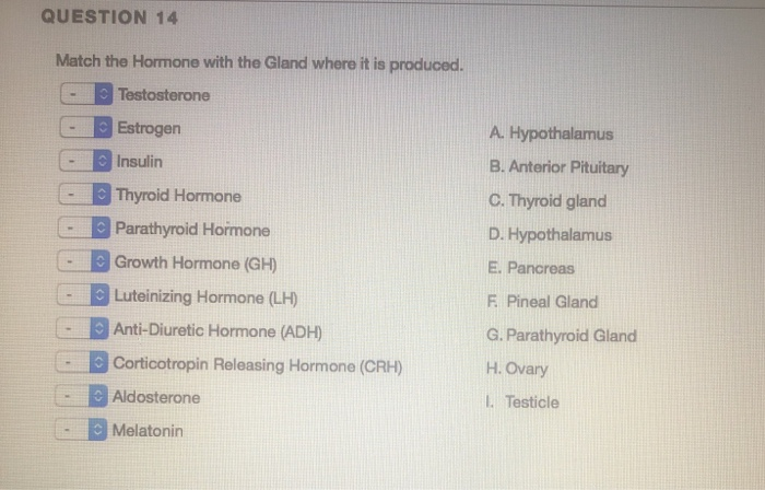 Solved QUESTION 14 Match the Hormone with the Gland where it | Chegg.com