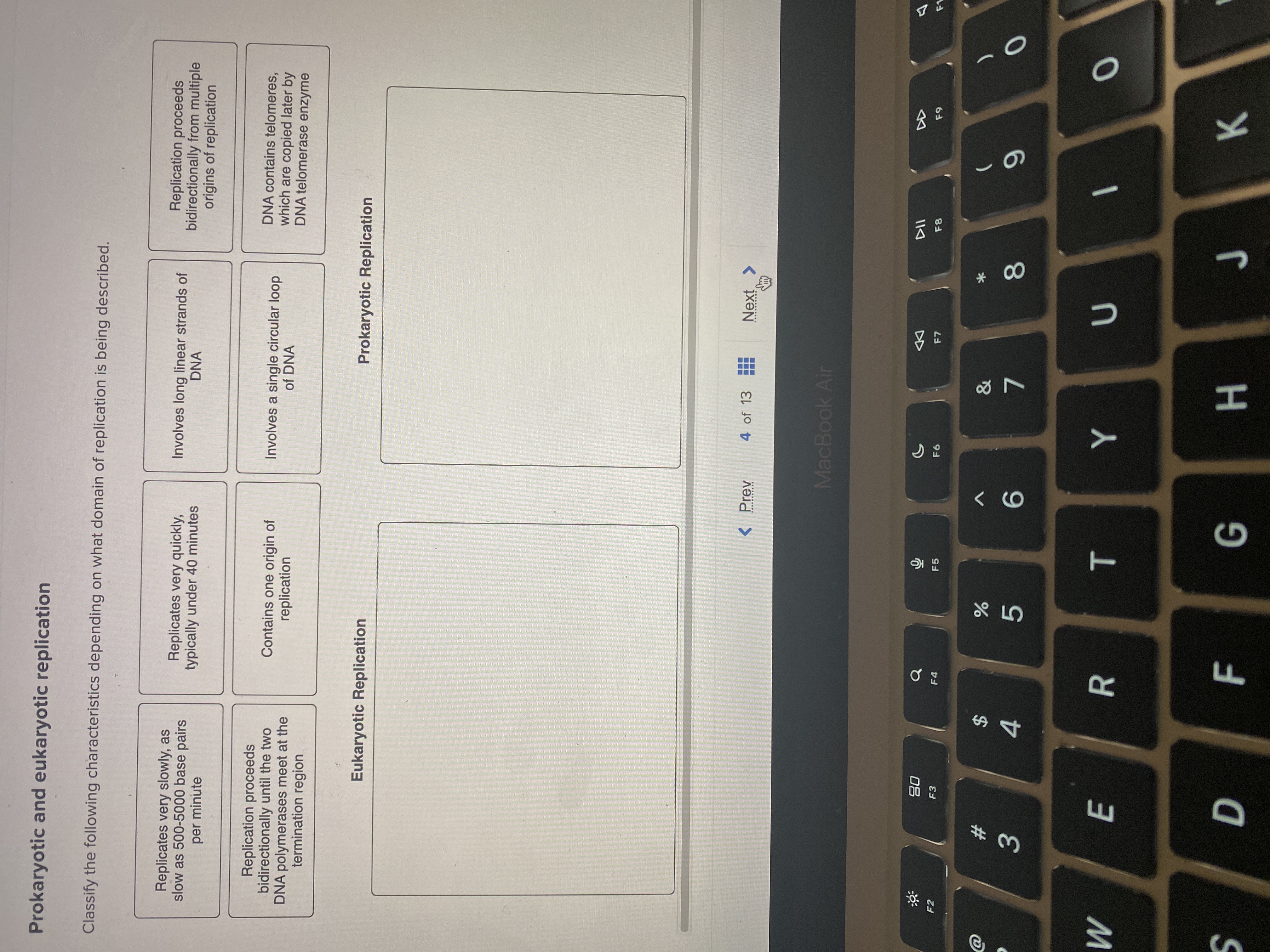 Solved Prokaryotic and eukaryotic replicationClassify the | Chegg.com