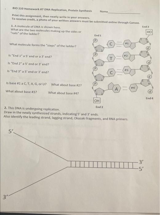 Solved BIO 110 Homework 7 DNA Replication, Protein Synthesis | Chegg.com