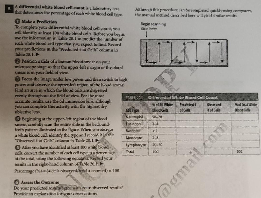 Solved B UL 11 A differential white blood cell count is a