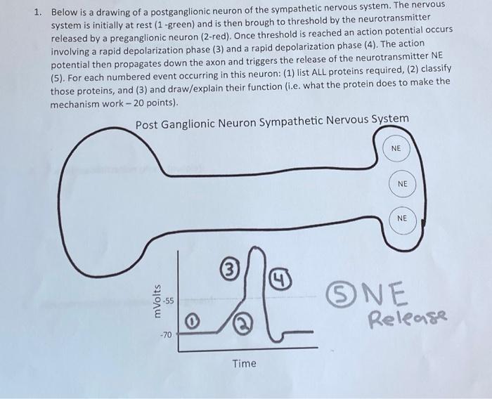 Solved 1. Below is a drawing of a postganglionic neuron of | Chegg.com