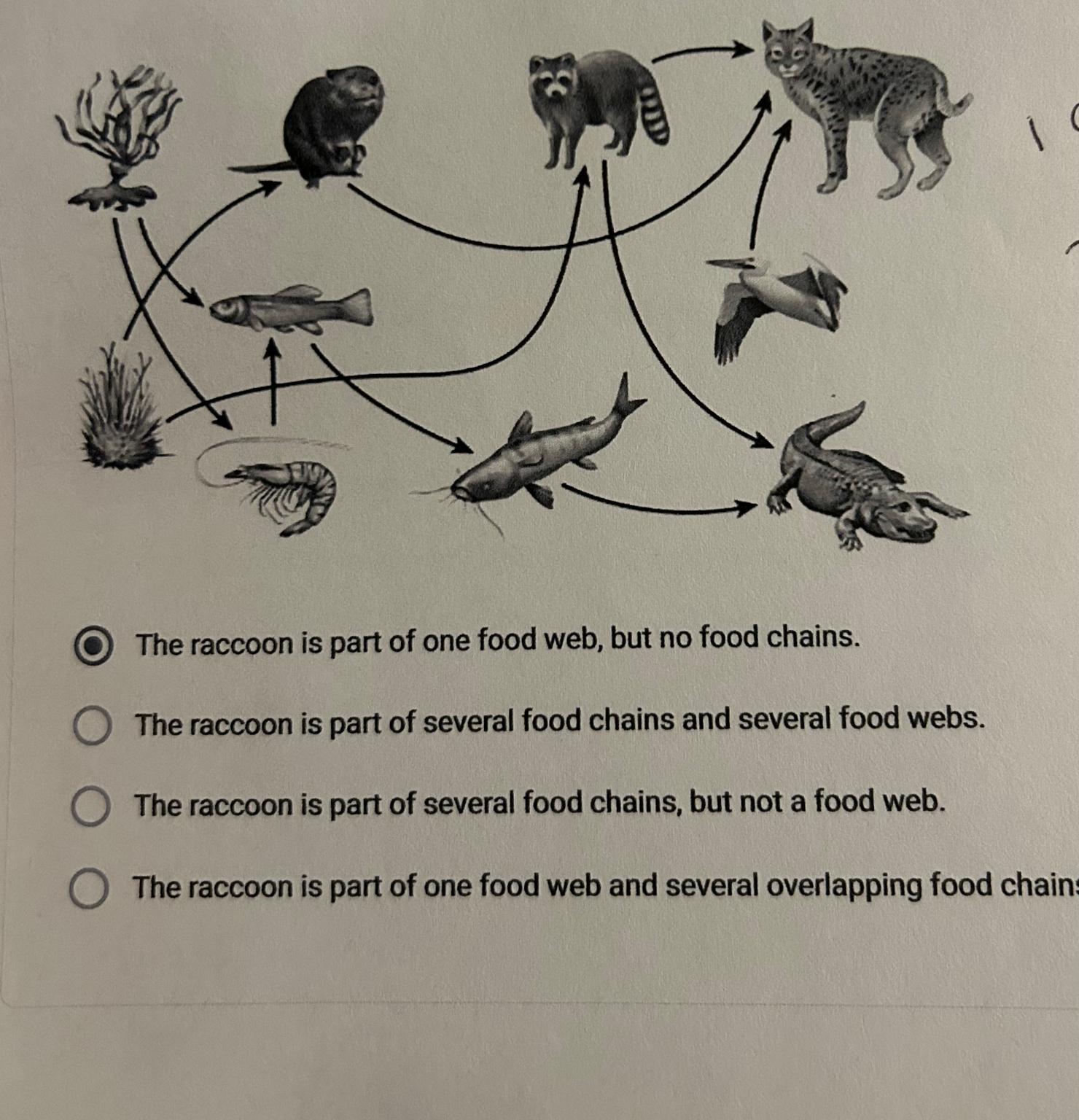 Solved The raccoon is part of one food web, but no food Biology Diagrams