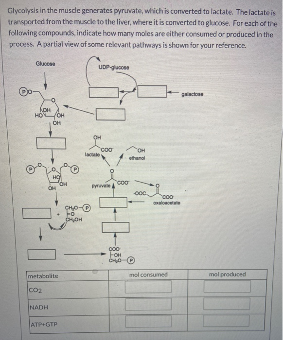 Solved Glycolysis in the muscle generates pyruvate, which is | Chegg.com