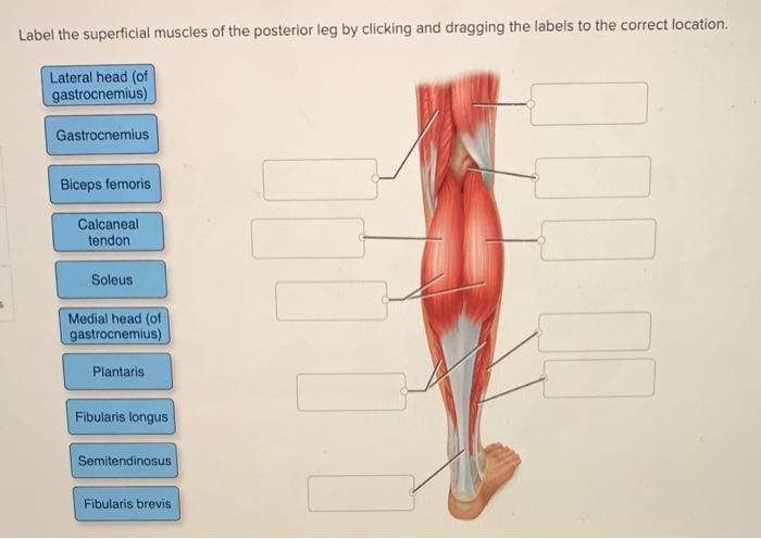 Anterior View of the Superficial Muscles of the Leg