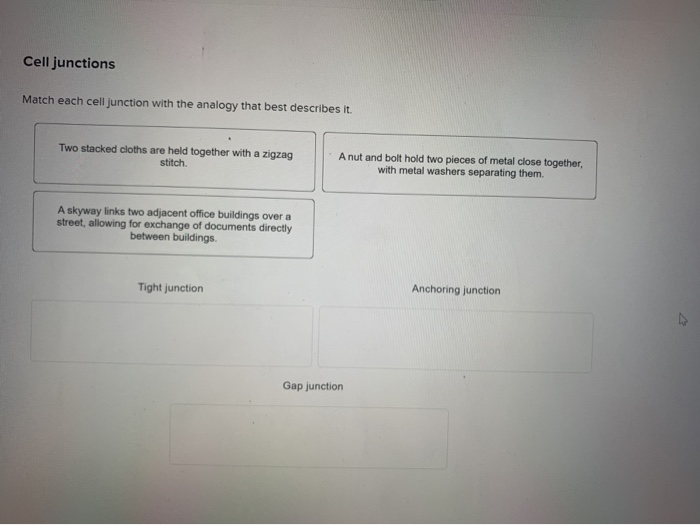 Solved Cell junctions Match each cell junction with the | Chegg.com