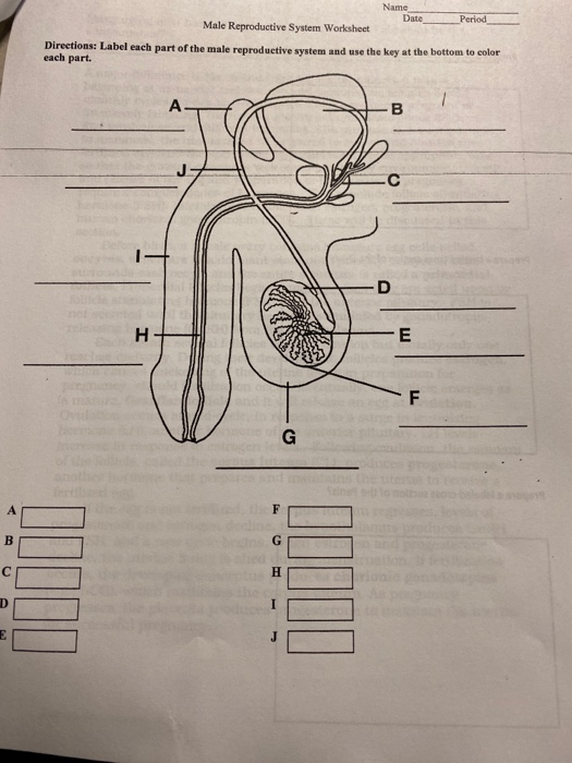 ️Male Reproductive System Worksheet Answers Free Download| Goodimg.co