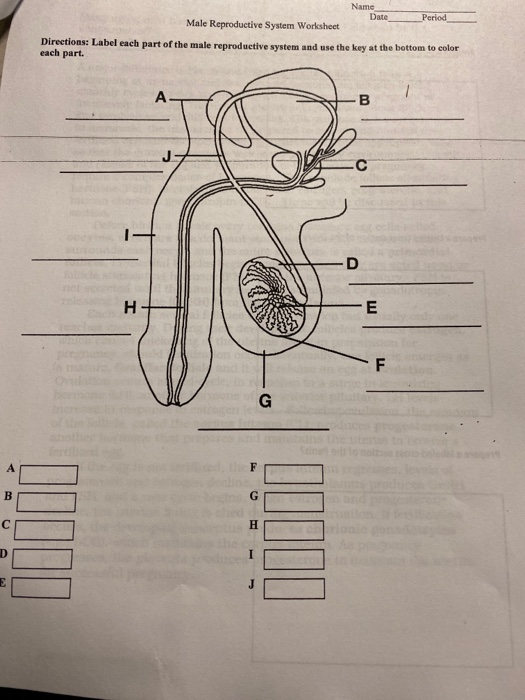 Solved Name Date Period Male Reproductive System Worksheet | Chegg.com