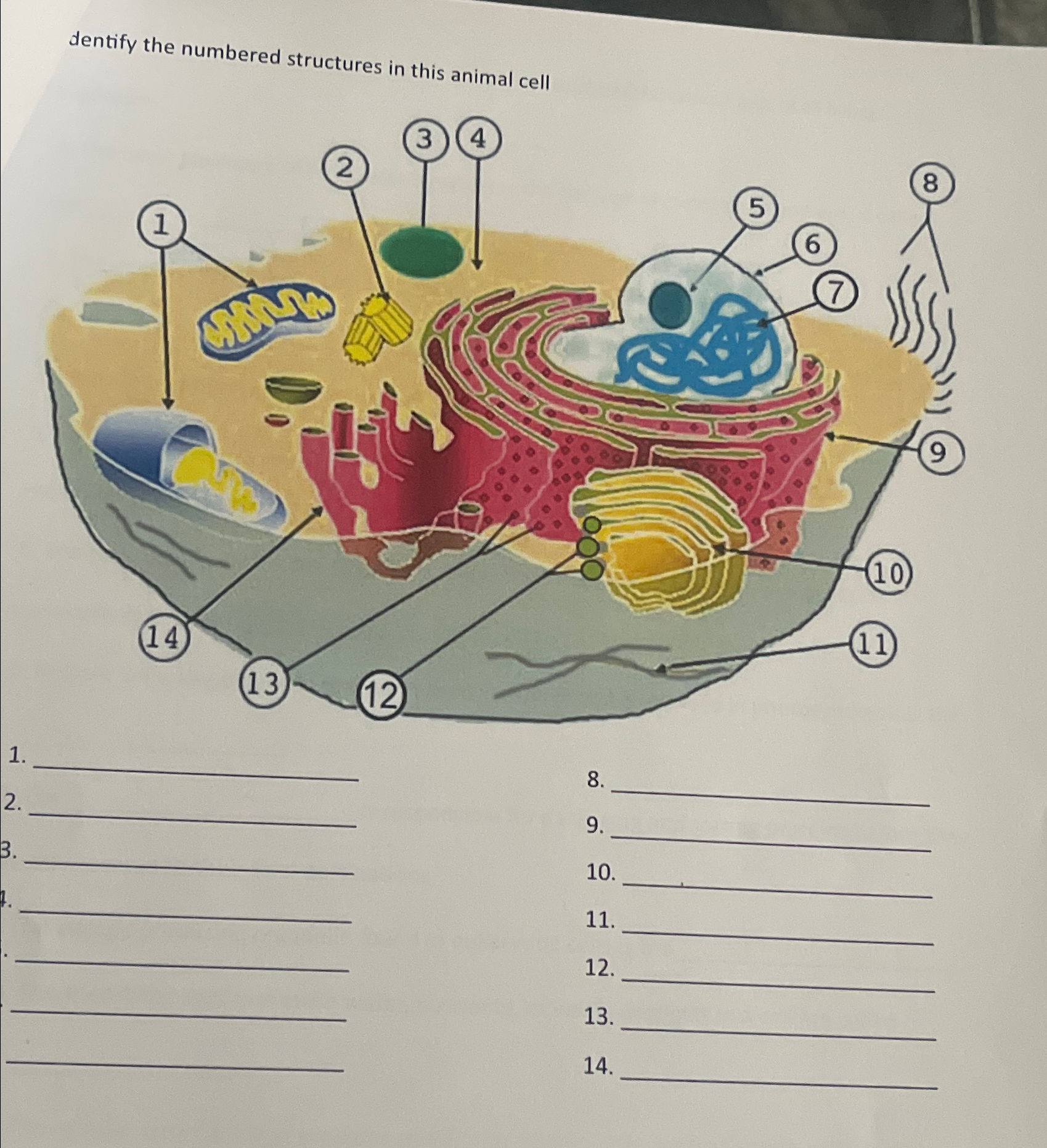 Solved dentify the numbered structures in this animal | Chegg.com