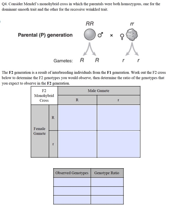 Monohybrid Cross F2 Generation