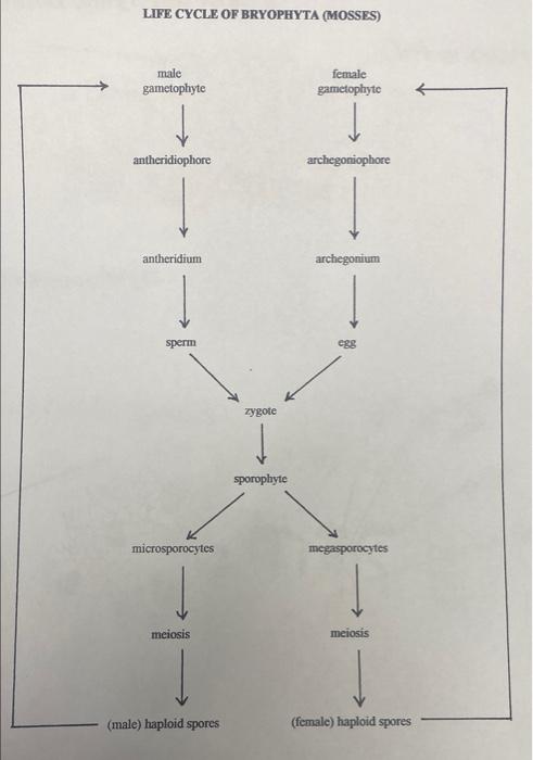 Solved III. LIFE CYCLES On the attached pages is a scheme | Chegg.com