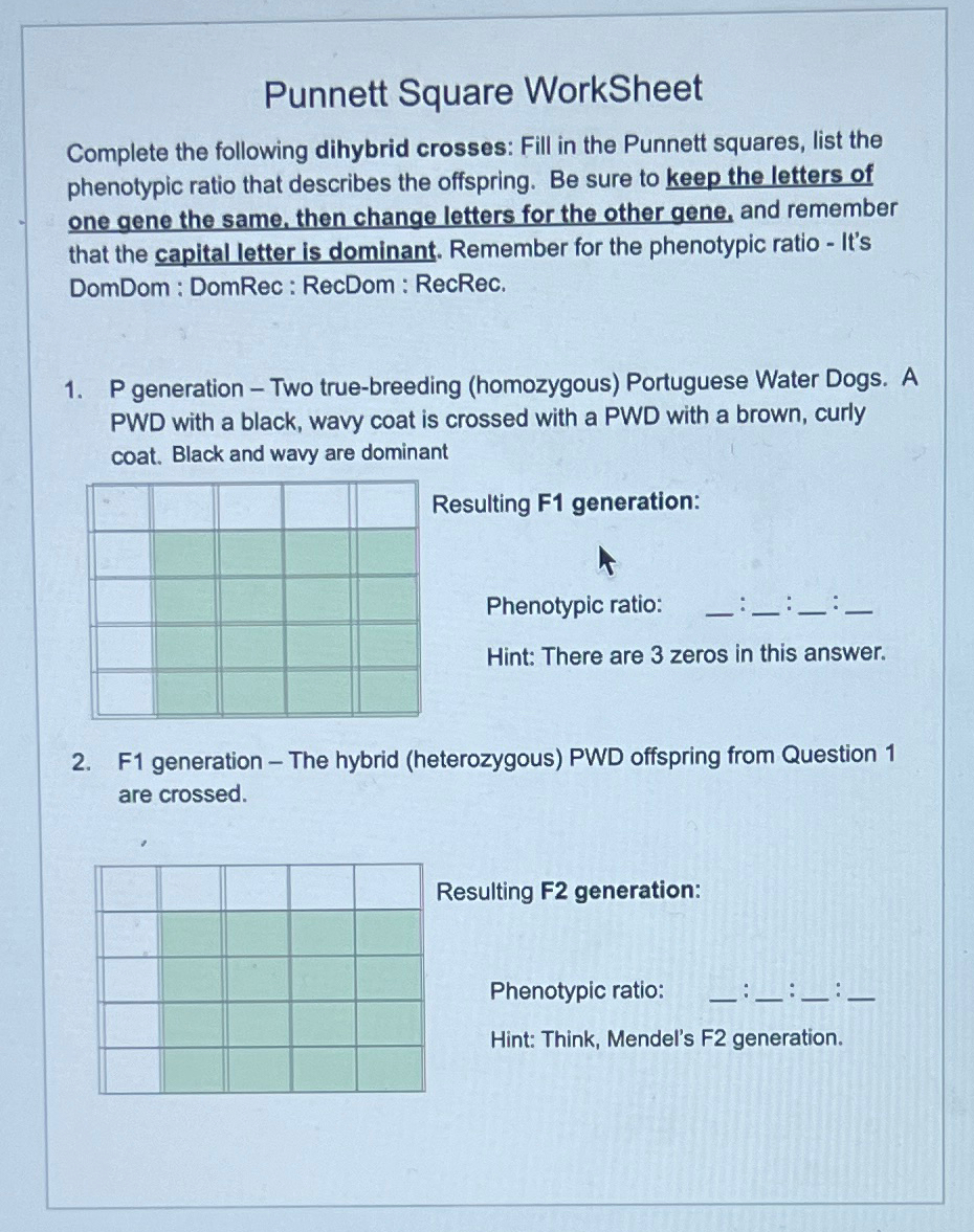 Solved Punnett Square WorkSheetComplete the following | Chegg.com