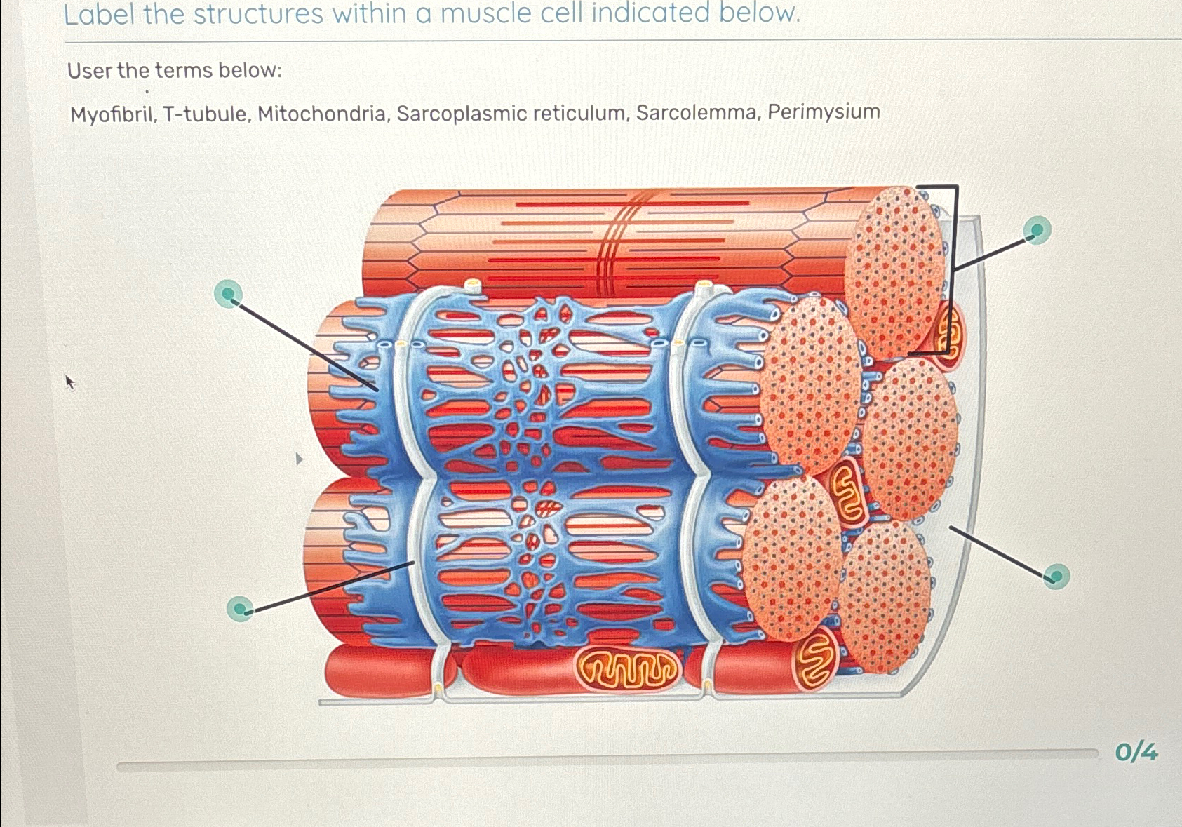 Solved Label the structures within a muscle cell indicated | Chegg.com