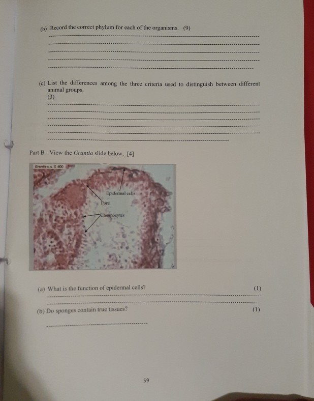 Solved Construct a basic dichotomous key to identify | Chegg.com