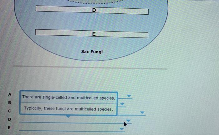 club fungi diagram