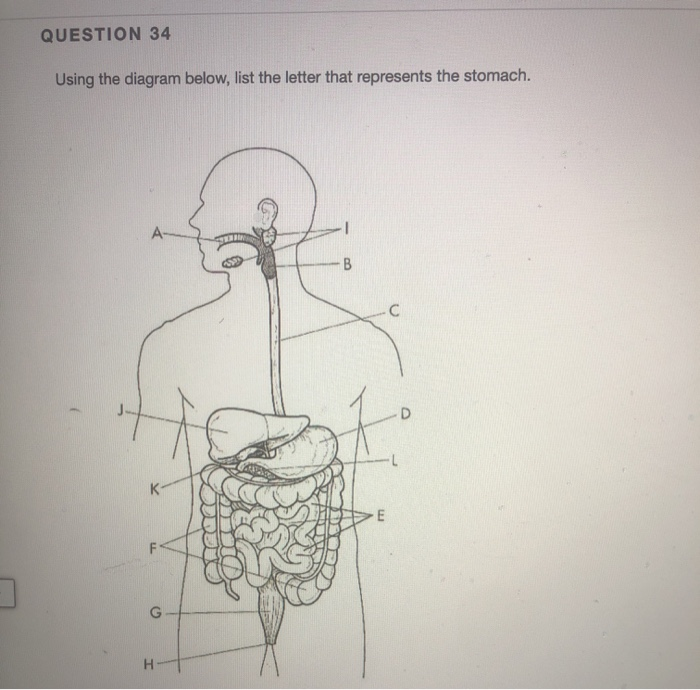 Solved QUESTION 34 Using the diagram below, list the letter | Chegg.com