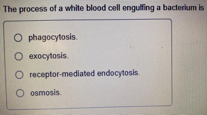 Solved The Process Of A White Blood Cell Engulfing A Chegg Com