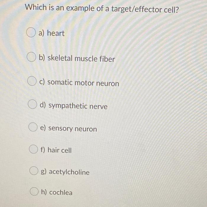 Solved Which is an example of a target/effector cell? a) | Chegg.com