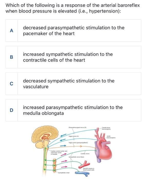 Solved Which of the following is a response of the arterial | Chegg.com