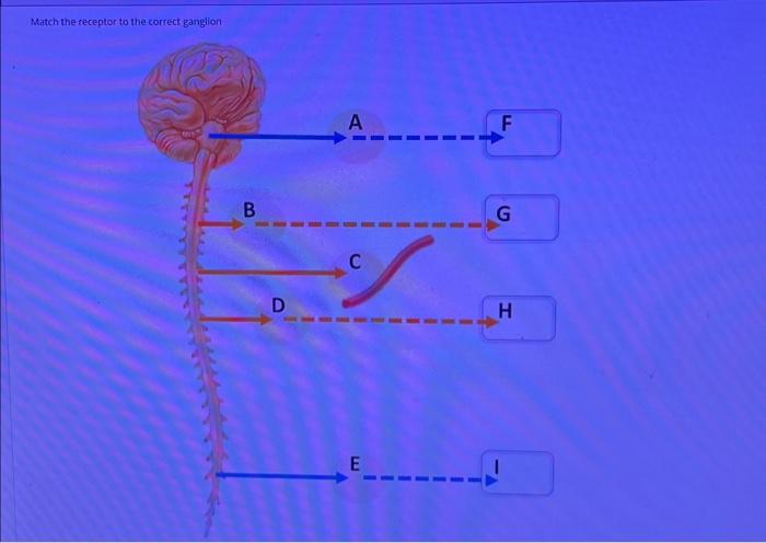 Solved Match the Alpha or beta receptors Muscarinic | Chegg.com