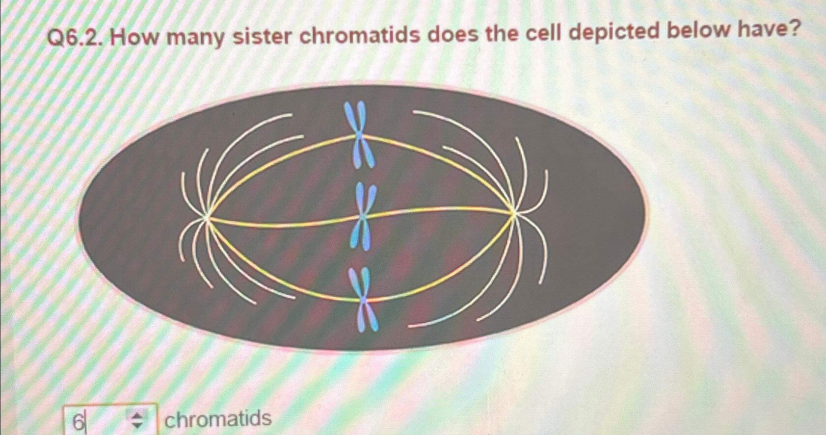Solved Q6.2. ﻿How many sister chromatids does the cell | Chegg.com