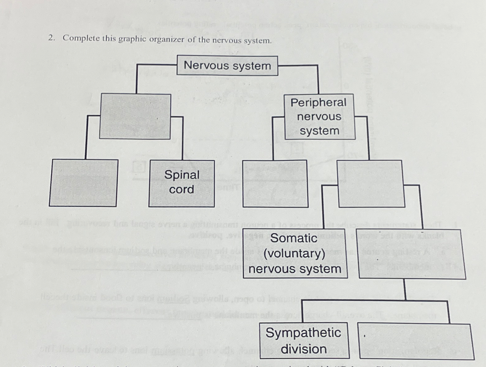 Solved Complete this graphic organizer of the nervous | Chegg.com