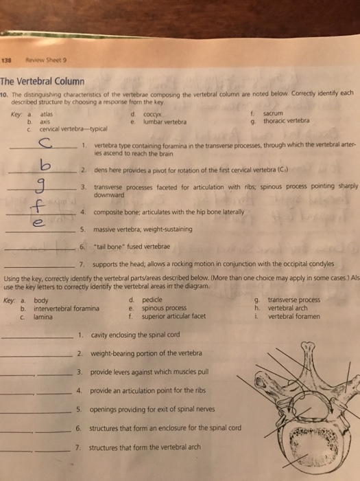 Solved Review Sheet 9 138 The Vertebral Column 10. The | Chegg.com