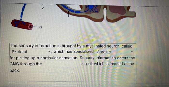 Solved Consider a SOMATIC REFLEX ARC to answer the questions | Chegg.com