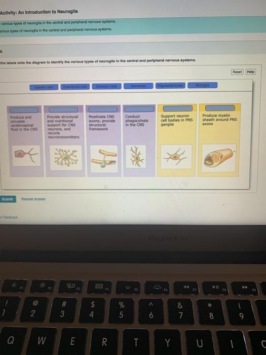 Solved Activity An Introduction to Neuroglia various types