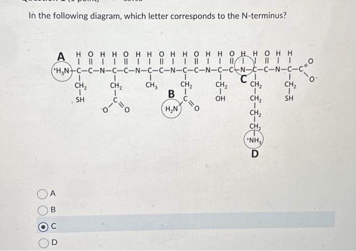 Solved In the following diagram, which letter corresponds to | Chegg.com
