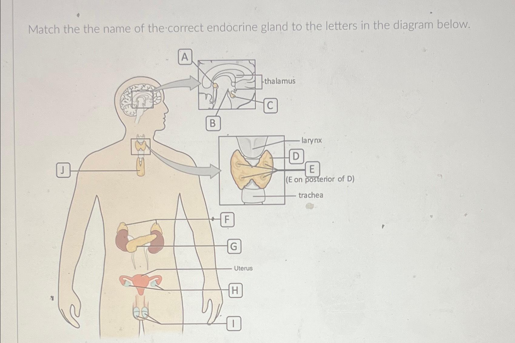 Solved Match the the name of the correct endocrine gland to | Chegg.com