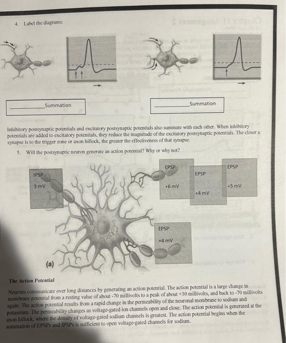 4. Label the diagrams:
Summation
Inhibitory postsynaptic potentials and excitatory postsynaptic potentials also summate with 