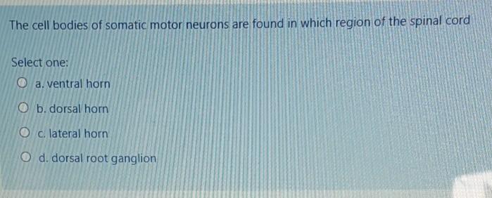 Solved The cell bodies of somatic motor neurons are found in | Chegg.com