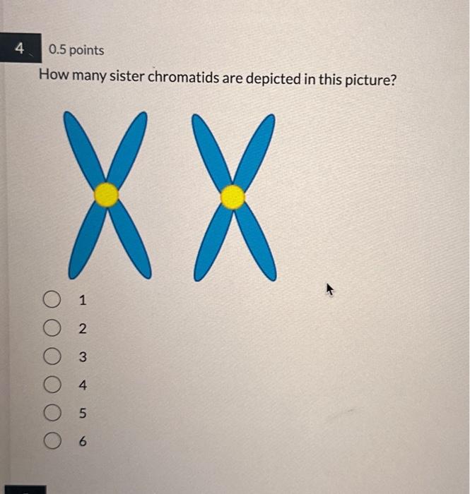 Solved 0.5 points How many sister chromatids are depicted in Biology Diagrams