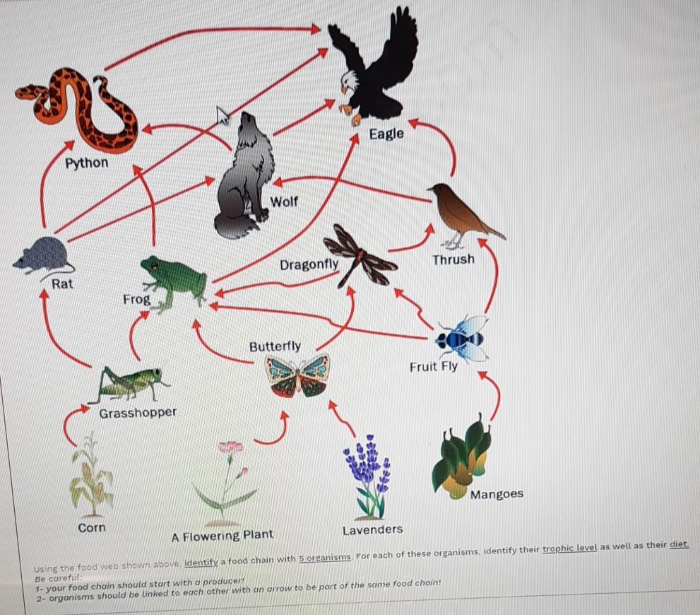 Solved Eagle Python Wolf Dragonfly Thrush Rat Frog Butterfly Biology Diagrams