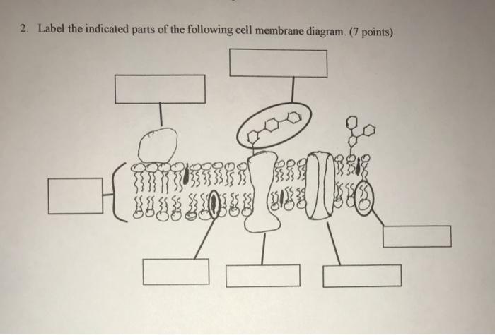 cell membrane diagram label