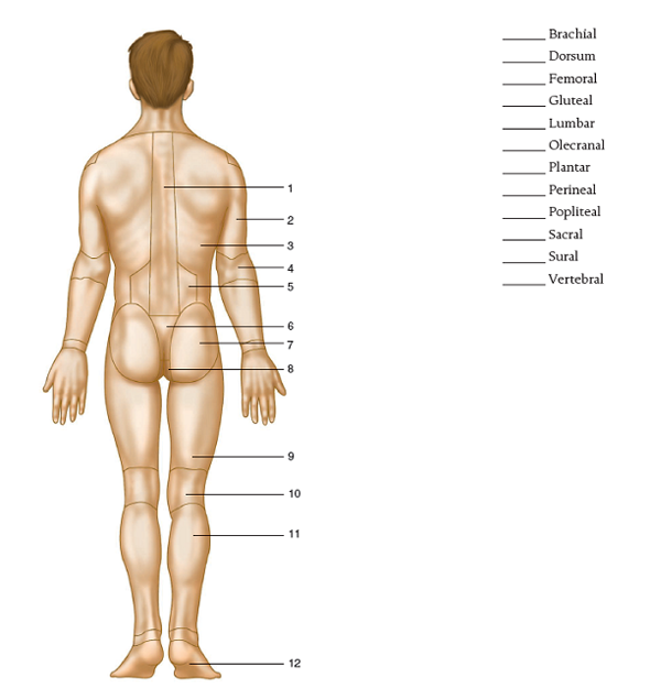 solved-body-regionslabel-the-body-regions-by-placing-the-numbe