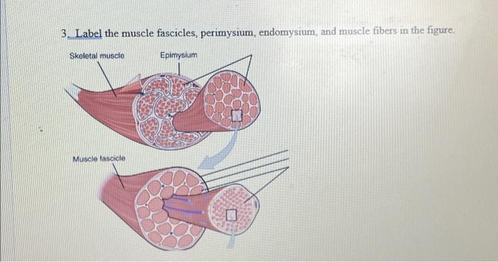 Solved 3. Label the muscle fascicles, perimysium, | Chegg.com