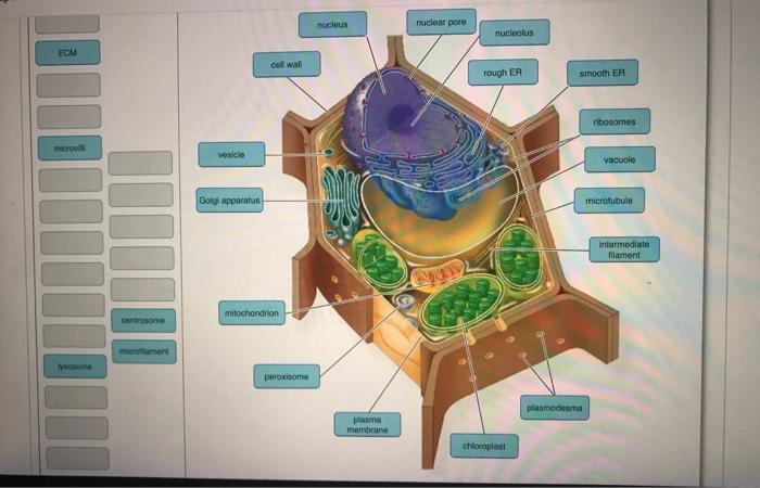 Solved nucleus nuclear pore nucleolus ECM coll wall rough ER | Chegg.com