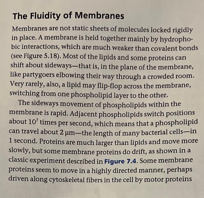 Solved The Fluidity of Membranes Membranes are not static | Chegg.com