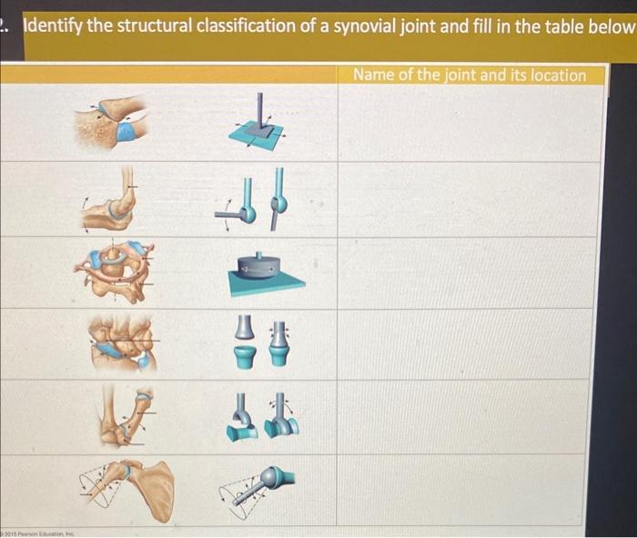 Identify the structural classification of a synovial | Chegg.com