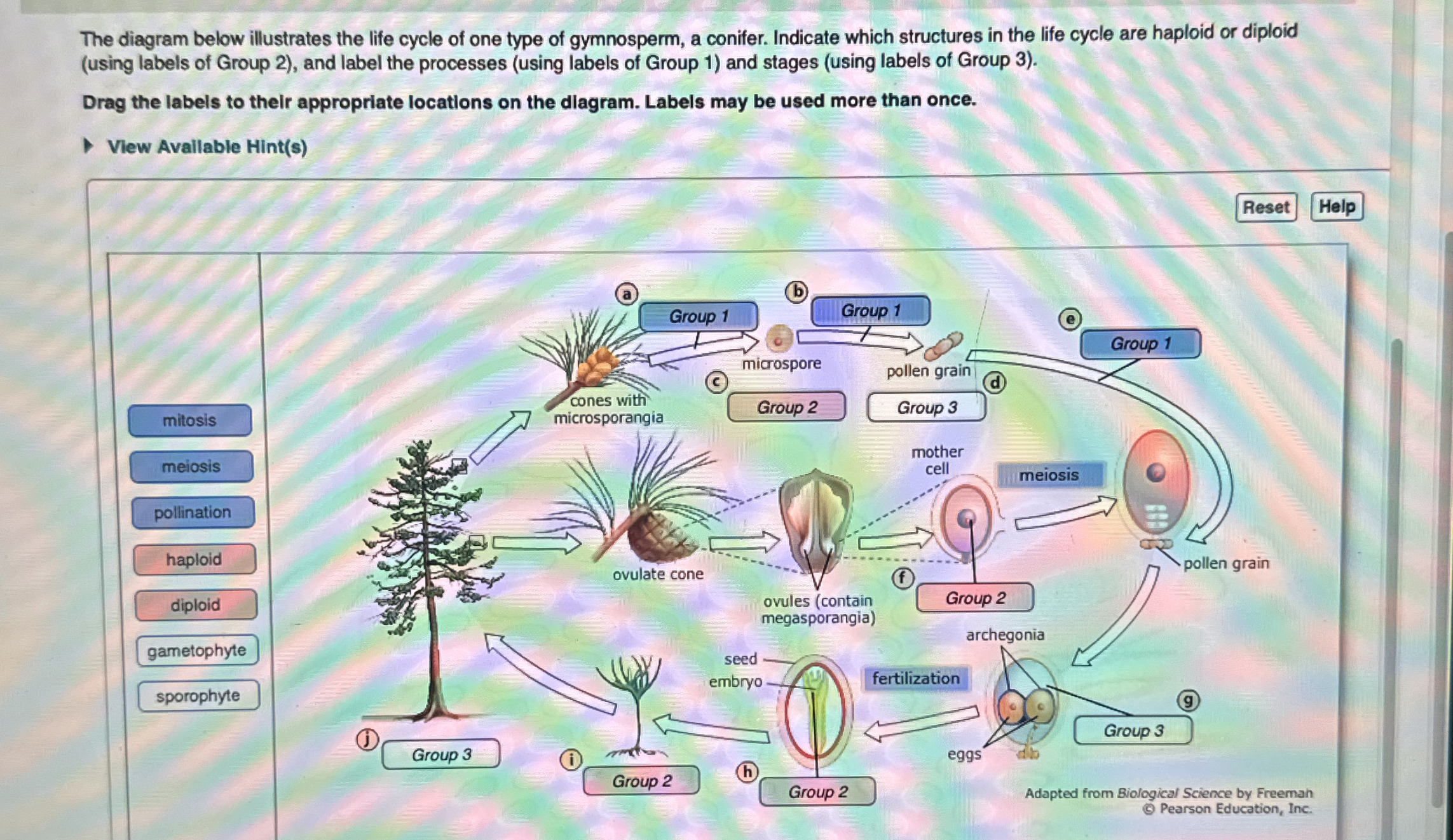 The diagram below illustrates the life cycle of one
