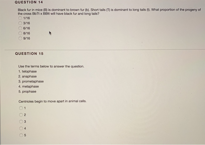 Solved QUESTION 14 Black fur in mice (B) is dominant to | Chegg.com
